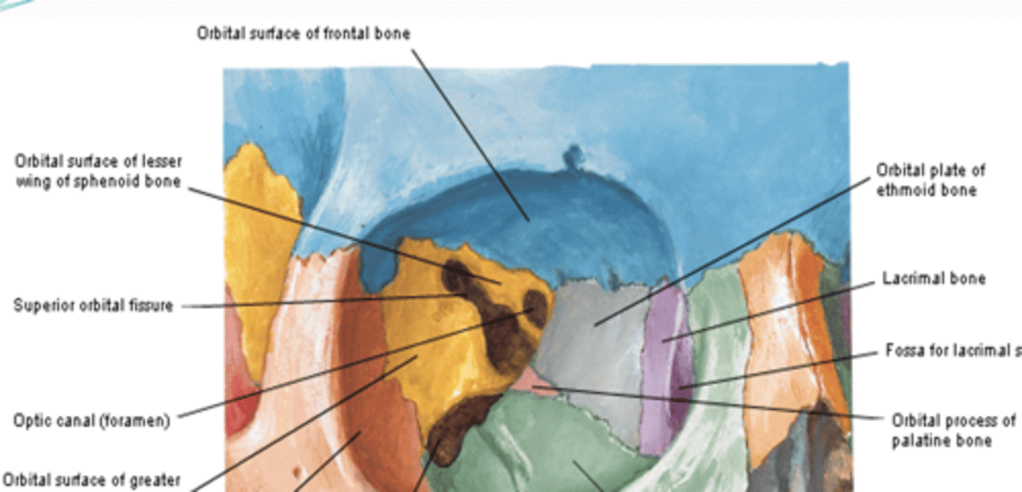 <p>What contributes to the superior wall of the orbit? </p>