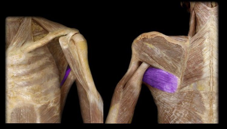 <p>What the highlighted structure is acting on the<strong> <mark data-color="#f7d3d3" style="background-color: rgb(247, 211, 211); color: inherit;">humerus</mark></strong>. What muscle is this called?</p>