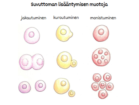 <ul><li><p><strong>Jakautuminen:</strong> emosolu jakautuu kahdeksi identtiseksi tytärsoluksi.</p></li><li><p><strong>Kuroutuminen:</strong> emosoluun muodostuu uloke, joka irtoaa uudeksi, aluksi pienemmäksi yksilöksi.</p></li><li><p><strong>Monistuminen:</strong> emosolu monistaa tumansa useita kertoja ja jakautuu moniksi pieniksi tytärsoluiksi.</p></li></ul><p></p>