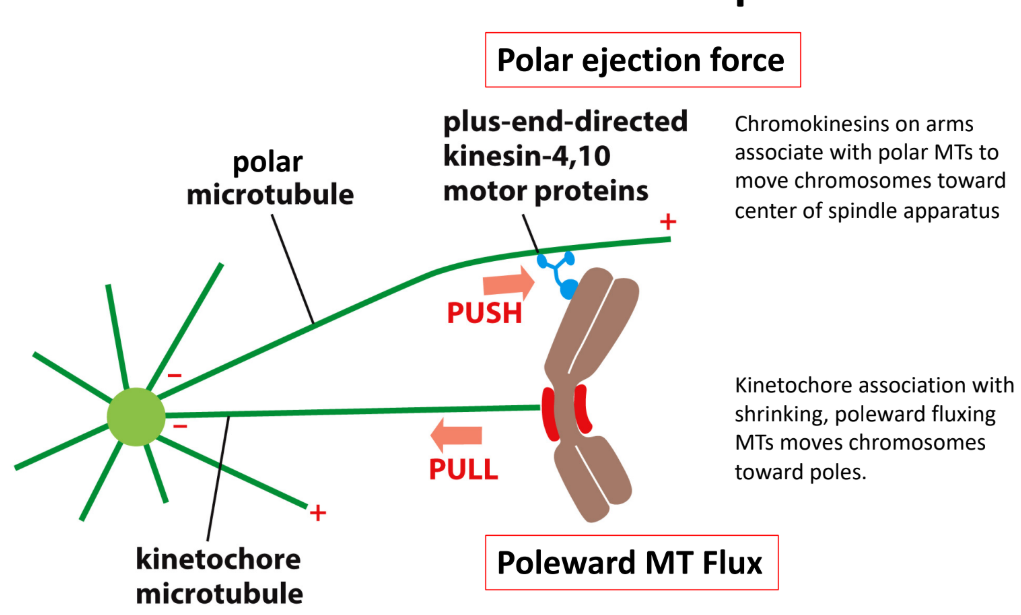<p>Forces = balanced @ metaphase </p><ul><li><p>(+) end polymerization = (-) end depolymerization </p></li><li><p>Constant spindle length </p></li><li><p>TREADMILLING</p></li></ul><p></p>