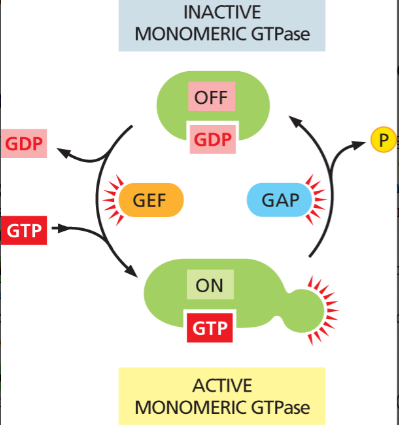<p><strong>GEFS- </strong>Activate GTP-binding proteins by <strong>promoting GDP → GTP exchange</strong>.</p><p><strong>GAPS</strong>- Inactivate GTP-binding proteins by <strong>stimulating GTP hydrolysis</strong>.</p><p></p><p>used to regulate <em>monomeric (small) GTPases</em>, <strong>not the main regulators of trimeric (heterotrimeric) G proteins</strong>, which are instead controlled by <strong>GPCRs (G-protein-coupled receptors) but can still technically regulate them</strong></p>