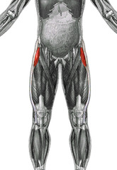 <p>stabilizes the knee in extension</p>