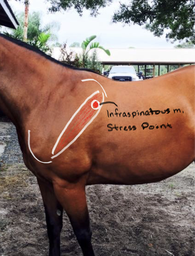<p>Infraspinatous muscle; prevents lateral dislocation of the shoulder.</p>