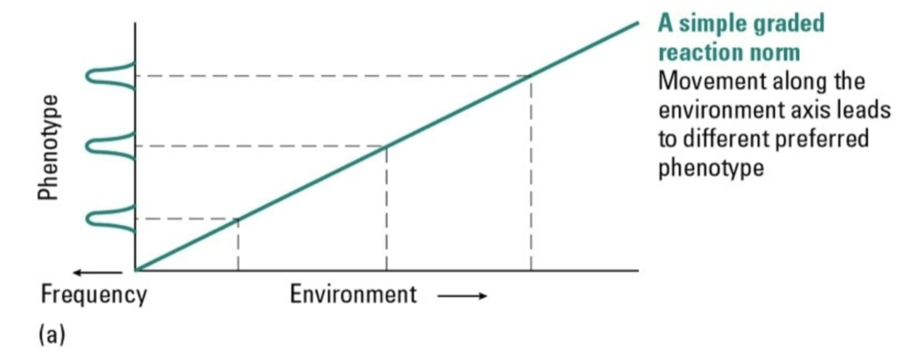 <p>• graphical/mathematical representation of how the phenotype of a single genotype changes across different</p><p>environmental conditions.</p><p>• maps the range of phenotypes that a single genotype can produce in response to varying environmental factors.</p><p></p>