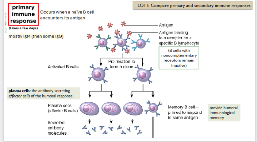 <p>Occurs when a <strong>naive B - cell encounters its antigen </strong>(in a secondary organ ofc)</p><p> </p><p>Antigen binds to a receptor on a specific B lymphocyte. (B cells with non complementary receptors reamain inactive).</p><p></p><p>There is a <strong>proliferation to form a clone.</strong></p><ul><li><p>Creation of an <strong>Activated </strong>B cell</p><ul><li><p>Creation of a <strong>Memory B cell</strong> → primed to respond to the same antigen (stays in the body)</p></li><li><p>Creation of <strong>plasma cells: </strong>these guys secrete antibody molecules (mostly IgM)</p></li></ul></li></ul><p></p><p></p>