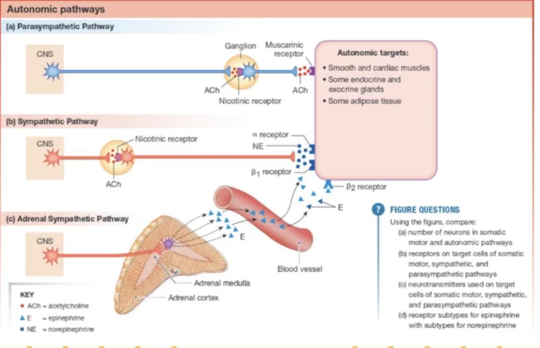<p>____ NS (part of PNS)</p><ul><li><p>___, ____ and -___ muscle, glands</p></li><li><p>INVOLUNTARY movements</p></li><li><p>need ___ neurons that goe sfrom the brain to ganglion (____ neuron) then ganglion to target organ (____ neuron)</p></li></ul><p></p>