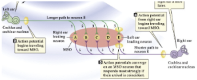 <p><span style="background-color: transparent;">Difference in time for sound wave to arrive at one ear versus the other.</span></p><ul><li><p><span style="background-color: transparent;">Computed in the <u>medial superior olive (MSO).&nbsp;</u></span></p></li><li><p><span style="background-color: transparent;">Example: if sound reaches left ear first ⇒ action potential begins traveling toward MSO&nbsp;</span></p><ul><li><p><span style="background-color: transparent;">Longer path to axon E (left ear leading neuron)&nbsp;</span></p></li></ul></li><li><p><span style="background-color: transparent;">Sound reaches right ear later → AP travels towards MSO (shorter path to neuron E; further from A [right ear leading neuron])&nbsp;</span></p></li><li><p><span style="background-color: transparent;">Aps converge on MSO neuron that responds most strongly if their arrival is coincident.</span></p></li></ul><p></p>