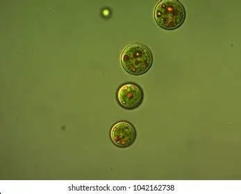 <p>What organism is this?</p>