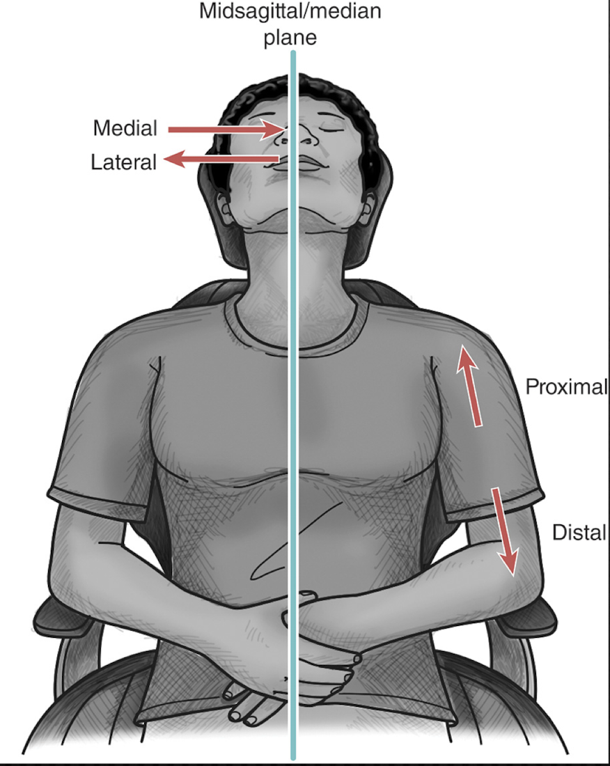 <p>Structure closer to midsagittal plane when referring to limbs</p>