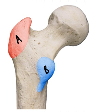 <p>A</p>