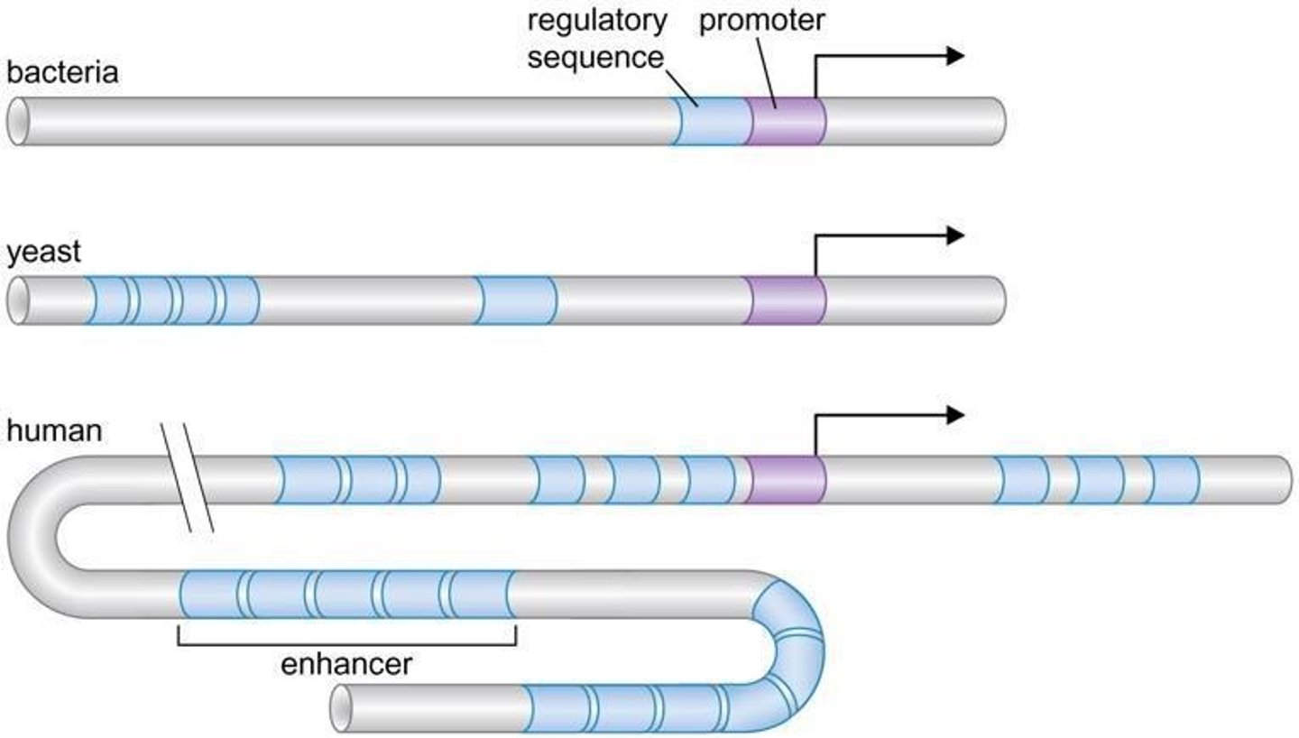 <p>Enhancers are elements that stimulate transcription and can increase promoter activity, often independent of their position and orientation.</p>