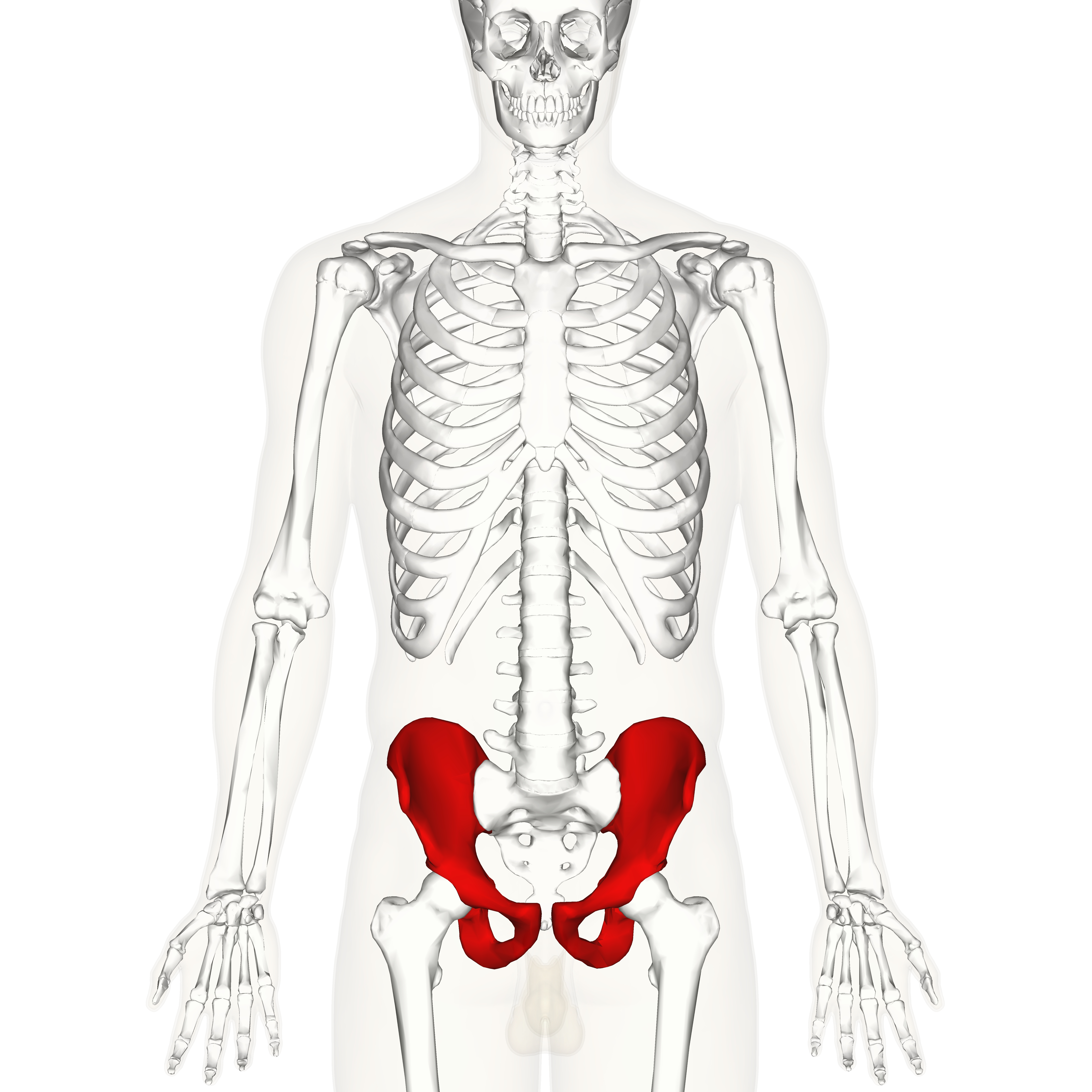 <p>Hips</p>