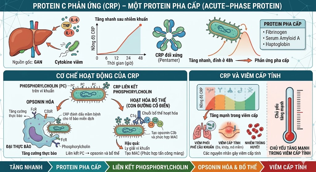 <p><span style="color: red;">A. Viêm cấp tính</span></p><p>CRP (C-Reactive Protein - Protein phản ứng C) là một loại glycoprotein được gan sản xuất. Bình thường, nồng độ CRP trong máu rất thấp (gần như không đáng kể).</p><p><strong>Phản ứng nhanh</strong>: CRP là một "protein pha cấp" (acute-phase protein). Khi cơ thể có tổn thương mô hoặc nhiễm trùng cấp tính, các tế bào miễn dịch (như đại thực bào) giải phóng các cytokine (đặc biệt là <strong>Interleukin-6</strong>).</p><p><strong>Kích thích gan</strong>: Các cytokine này truyền tín hiệu đến gan, kích thích gan sản xuất và giải phóng một lượng lớn CRP vào máu chỉ trong vòng 6 - 48 giờ.</p>