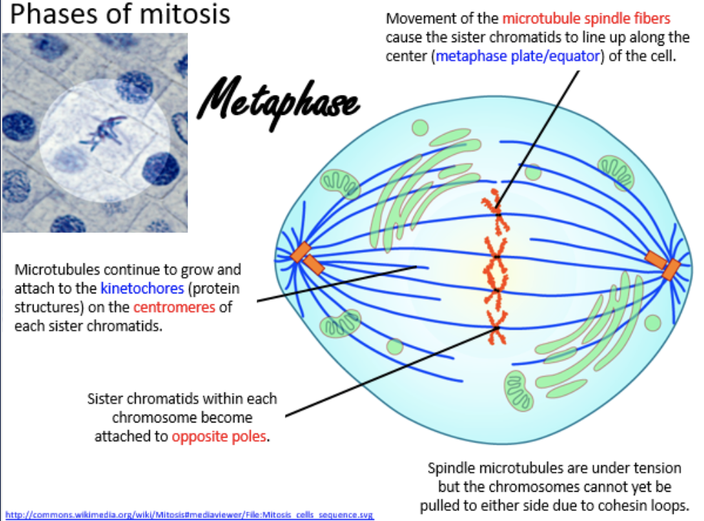 <ul><li><p>microtubules continue to grow and attach to the kinetochores on the centromeres of each sister chromatid</p></li><li><p>movement of the microtubule spindle fibers cause the sister chromatids to line up along the center (metaphase plate/equator) of the cell</p></li><li><p>sister chromatids within each chromosome become attached to opposite poles</p></li><li><p>spindle microtubules are under tension but the chromosomes cannot yet be pulled to either side due to cohesin loops</p></li></ul><p></p>