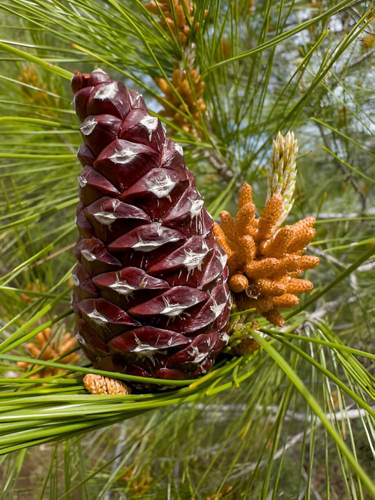 <p>راسته : Pinales</p><p>خانواده : Pinaceae</p><p>دو جنس مهم : Pinus &amp; Cedrus</p><p>نوع درخت : تک پایه</p><p>فلس ماده : دارای دو اوول-ظاهر متفاوت در جوانی :) یک فلس زیرین : نازا و بزرگ—> چوبی میشود</p><p>یک فلس رویی : کوچک—> از بین میرود</p><p>فلس مخروط نر : دارای دو کیسه گرده بهم پیوسته در زیر-گل های نر به صورت شاتون یا گل آذین دم گربه‌ای کنار هم قرار میگیرند</p><p>کانال های ترشحی : اولئورزین</p><p>شکل برگ : دوتایی سوزنی/نواری که در عاقده به وسیله‌ی غلاف بهم پیچیده شده‌اند-در نوک ساقه قرار میگیرد</p><p>اندام دارویی : برگ های سوزنی تازه-گاه خشک/شاخه های جوان/چوب تنه/گاها ریشه</p><p>شکل ماده دارویی : اسانس</p><p>کاربرد دارویی : اسانس برگ ها مهارکننده ترشحات تنفسی و اکسپکتورانت است، موثر در درد های نورآلرژیک و روماتیسم به صورت موضعی</p><p>قطران یا کلوفانی (رُزین) : نوعی ماده که شکل جامد اولئورزینی است که از چوب تنه حاصل میشود. در واقع از رِزین کاج (تربانتین) به دست میاد.</p><p>چگونه؟</p><p>با حرارت تربانتین بخش فرار که حاوی ترپن هاست از بین رفته، ماده‌ی جامد شکننده باقی میماند که رنگ آن از زرد تا مشکی است این همان کلوفانی است که حوای رزین‌اسید ها خصوصا ماده‌ای به نام ابیتیک اسید است.</p><p>کاربرد کلوفانی : به عنوان ماده‌ای شفاف و براق در تهیه قرص و آدامس، در پلیمرسازی به عنوان پیش ساز مواد سنتتیک (تهیه وارنیش ها)، در واکس سازی و چرم سازی، برای چسباننده ها و موم های پوشاننده، به عنوان لایه محافظ قلع و ظروف و وسایل مسی و حتی کاور ظروف نقره و طلا، جوهر پرینترها</p>
