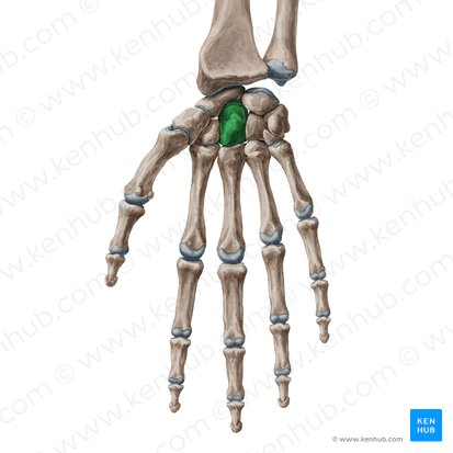 <p>Which carpal bone is this</p>