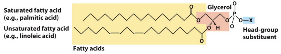 <p>What is phosphatidic acid?</p>