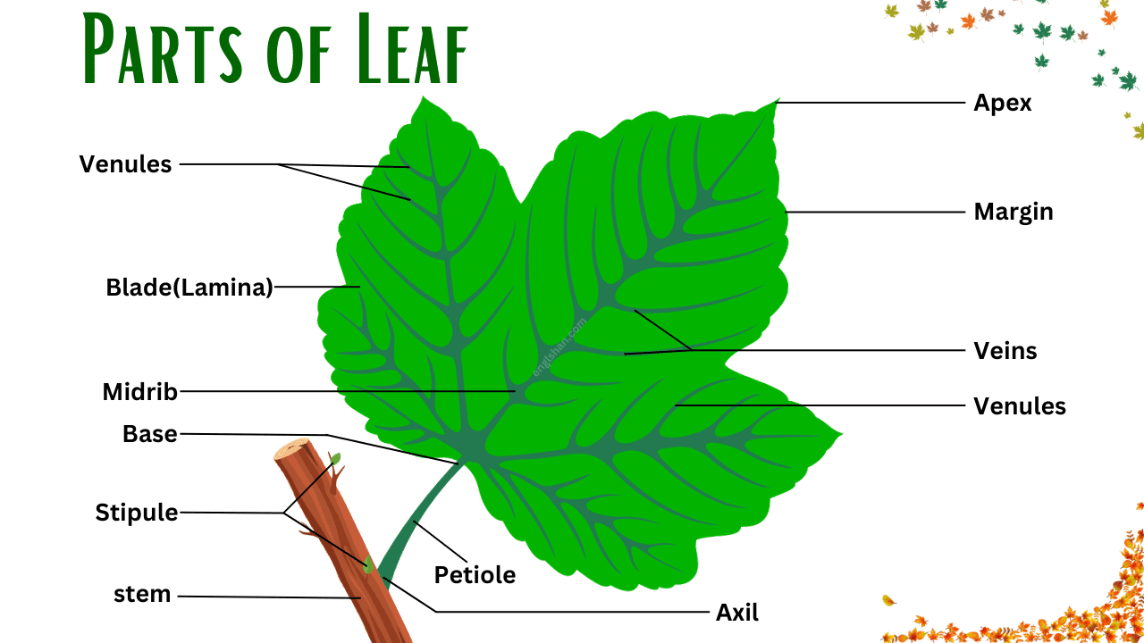 <p>main part of leaf that’s leafy</p>