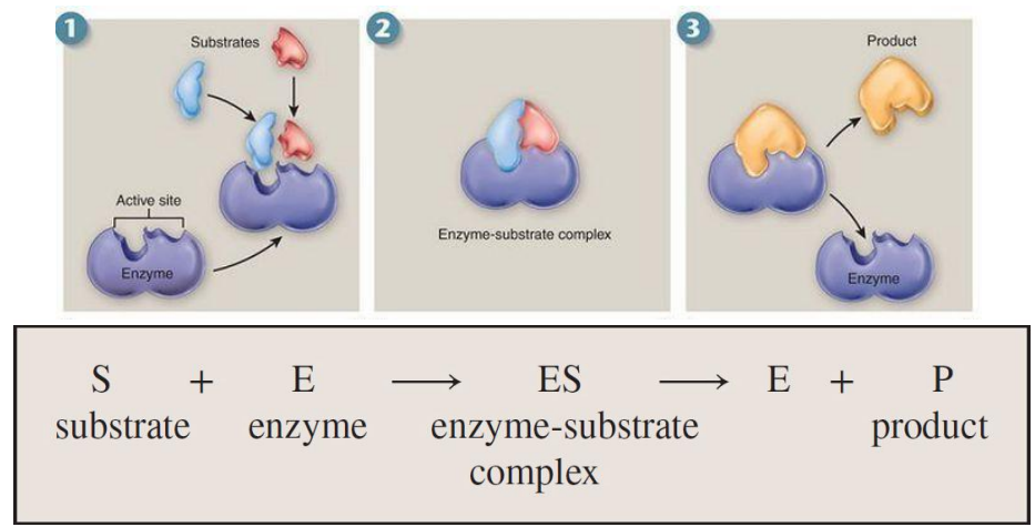 <p>The active site is the region on an enzyme where substrate molecules bind and undergo a chemical reaction.</p>