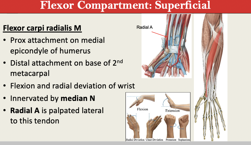 <p>M: Flexion + Radial Deviation of Wrist</p><p>N: Median N</p><p>PA: Medial Epicond</p><p>PD: Distal MC of D2</p><p>G: Flexor Superficial </p><p>Notes: Radial A palpated next to this </p><p></p>