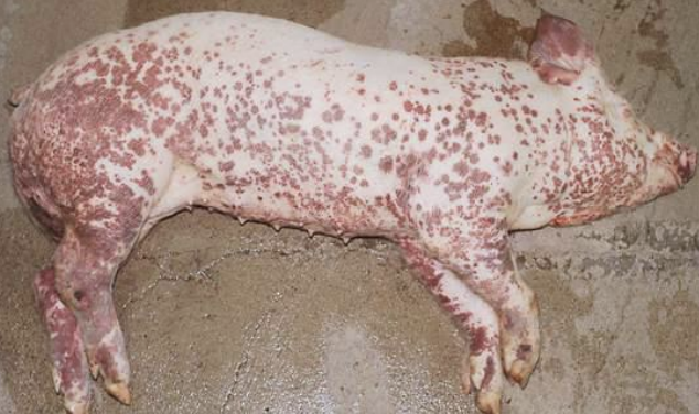 <p>bacteria: erysipelothrix rhusiopathiae</p><p>seen with: porcine reproductive and respiratory syndrome (PRRS) or swine influenza</p><p>transmission: via tonsils or wounds→ lymphs→ invade bloodstream→ septicemia </p><p>signs: sudden onset, small raised areas diamond shaped, red/black colored due to necrosis, no abscess, fever, death from septicemia or heart failure, inappetence, heart valve growth, arthritis </p>