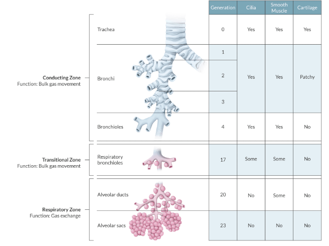 <p>function: bulk gas movement </p><p>DOES NOT participate in gas exchange= anatomic deadspace</p><p>the conducting zone begins at the nares and mouth ends with the terminal bronchioles</p><p>the terminal bronchioles are the last structures perfused by the bronchial ciiculation</p>