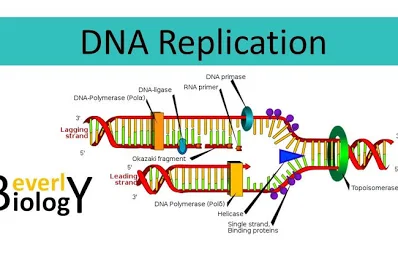 <p>- Helicase breaks H bonds between nitrogenous base pairs from the origins, creating a replication “bubbles” (and replication forks inside of them)</p><p>- Concurrently, DNA topoisomerase is repairing “overwinding” DNA strands ahead of the replication fork by breaking, rearranging or rejoining them</p><p>- Primase synthesizes RNA primers to supply DNA polymerase with nucleotides</p><p>- DNA polymerase then adds those new nucleotides in a 5′→ 3′ direction, forming the leading strand (continuously)</p><p>- On the lagging strand, DNA polymerase synthesizes discontinuously, creating short fragments called Okazaki fragments</p><p>- DNA ligase then seals the gaps between Okazaki fragments, forming a continuous strand</p><p>- As DNA polymerase produces strands solely towards the 3’ direction, telomeres (repeated DNA) at the furthermost 5’ point protect valuable genetic info by delaying its erosion </p><p>- As proofreading, DNA polymerase molecules (and other repair enzymes) proofread the pairing of nitrogenous bases/arrangement of nucleotides added to new DNA strands</p><p>- By the end, two identical DNA molecules are produced, each containing one old strand and one newly synthesized strand (hybrids)</p>