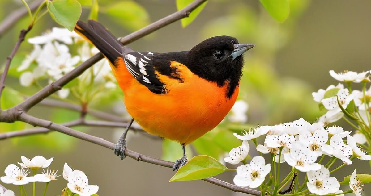 <p>black head, fully bright orange chest</p><p>white wing bars</p>