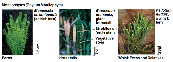 <p><span>Ferns are the most widespread seedless vascular plants, with more than 12,000 species which are most diverse in the tropics but also thrive in temperate forests</span></p><ul><li><p><span>Horsetails were diverse during the Carboniferous period, but are now restricted to the genus <em>Equisetum</em></span></p></li><li><p><span>Whisk ferns resemble ancestral vascular plants but are closely related to modern ferns</span></p></li></ul><p></p>