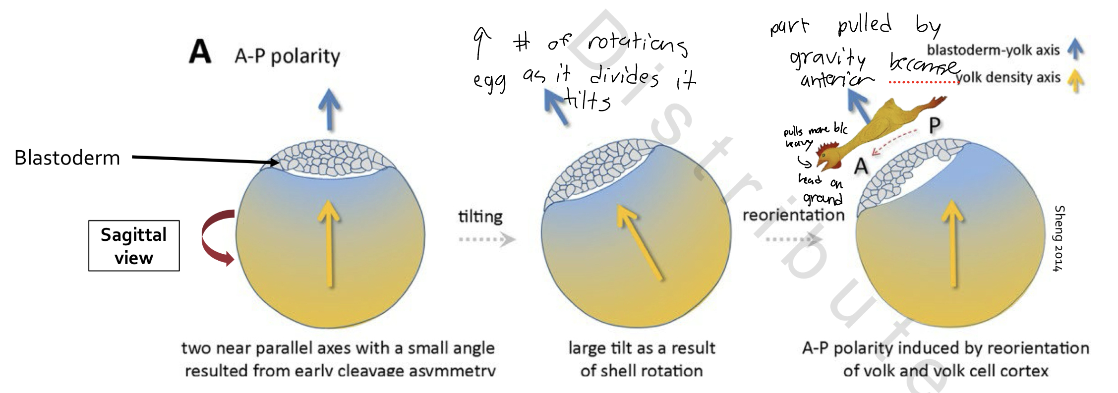 <p>Egg rotates 10-12 turns/hr in shell gland</p><p>• Gravity causes “heavy” <mark data-color="#f4a824" style="background-color: rgb(244, 168, 36); color: inherit;">blastoderm </mark>to tilt away from “top” of yolk</p><p>o Lowest end of <mark data-color="#ef9b41" style="background-color: rgb(239, 155, 65); color: inherit;">blastoderm </mark>becomes anterior of embryo</p>