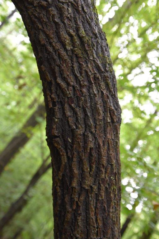 <p>Family: Ericaceae</p><p>Genus: Oxydendrum</p><p>Species: arboreum</p><p>Common Name: Sourwood</p>