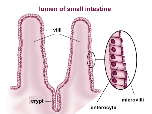 <p>Extensions of the plasma membrane that increase surface area. Especially useful for maximizing absorption.</p>