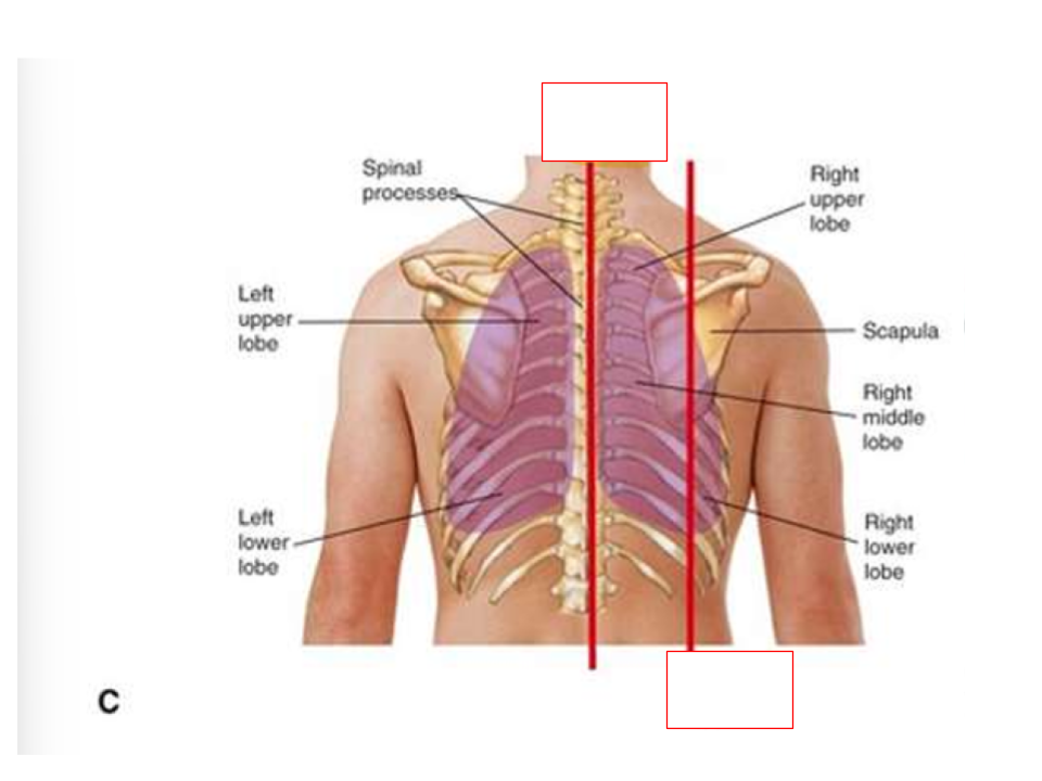 <p><strong>What are the posterior reference lines for lung assessment?</strong></p>