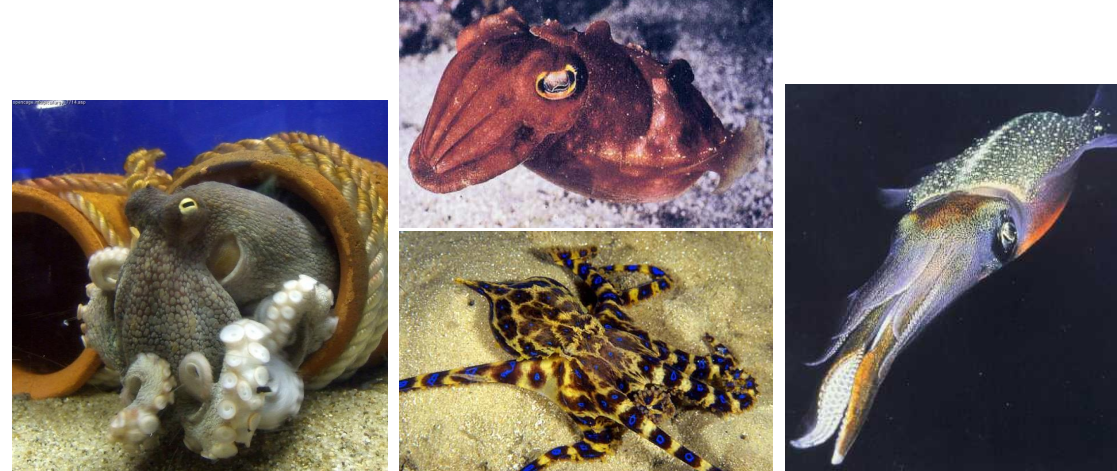 <p>Devonian - Recent (419-0 Ma)</p><p>Generally no or internal shell</p><p>Limited fossil record, except for belemnites</p>