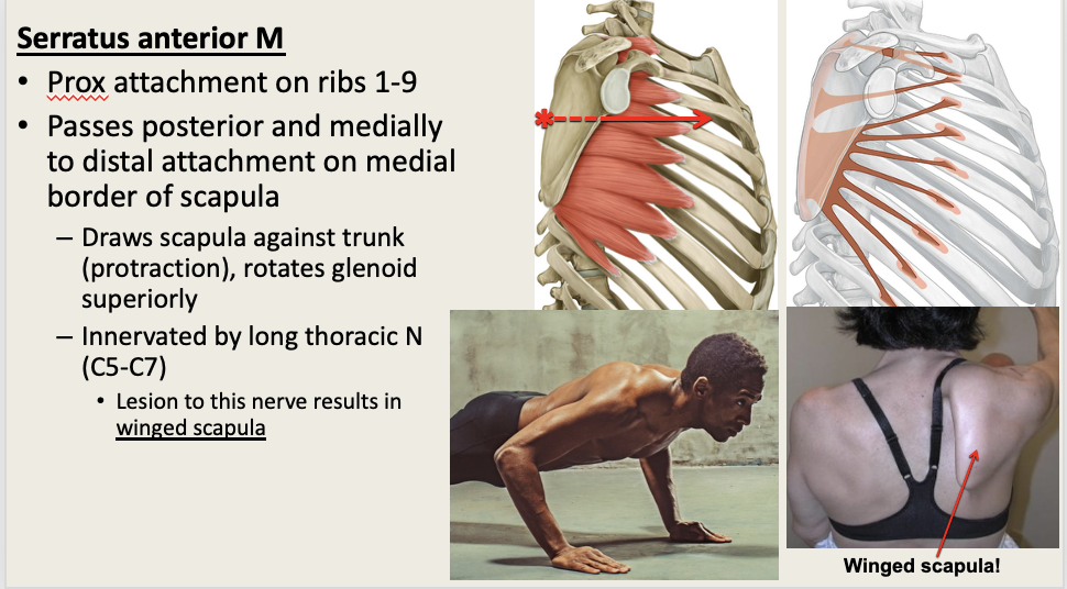 <p>M: SCAP Protraction, Glenoid Fossa Rotation (Bring scap to trunk) </p><p>N: Long Thoracic (C5-7)</p><p>PA: Ribs 1-9<br>PD: Medial Scaupla Border </p>