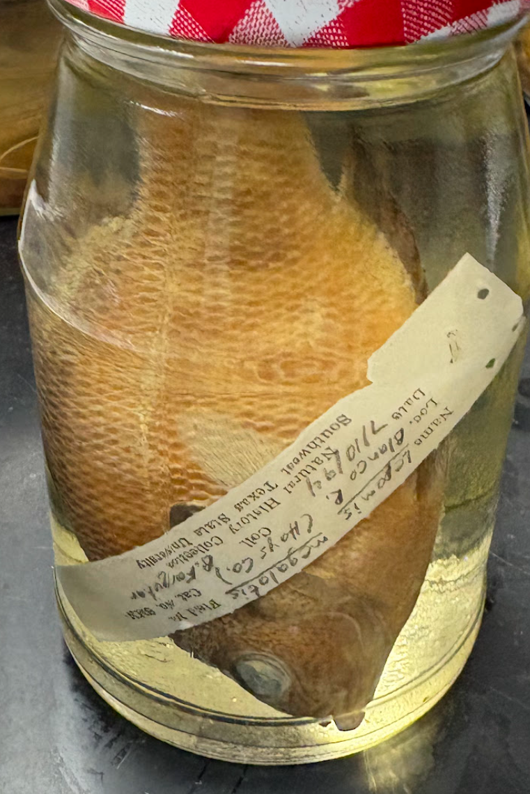 <p><span style="background-color: transparent;">Lepomis megalotis</span></p>