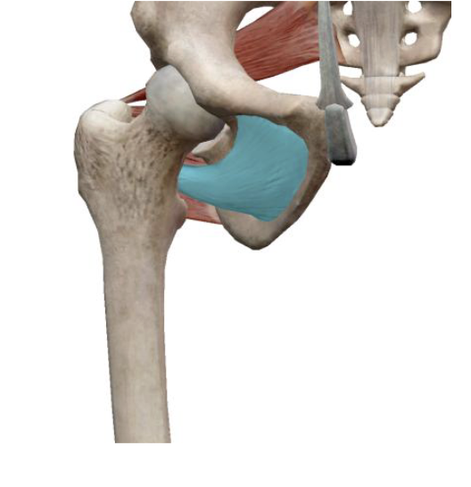 <p>which muscle and action is this</p>