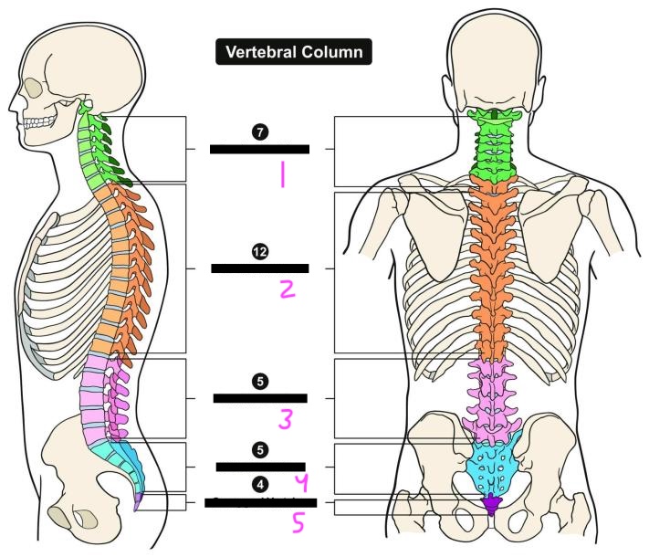 <p>label this diagram of the vertebral column</p>