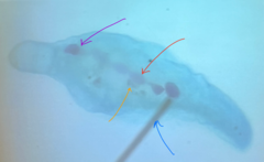 <p>blue arrow - Name the structure</p>