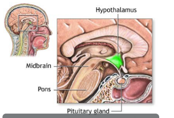 <ul><li><p>your body’s growth, development and rate of metabolism are controlled by hormones released by the pituitary gland and thyroid gland</p></li><li><p>the hypothalamus is important as well, as it controls the pituitary gland via releasing (tropic) hormones</p></li></ul><p></p>
