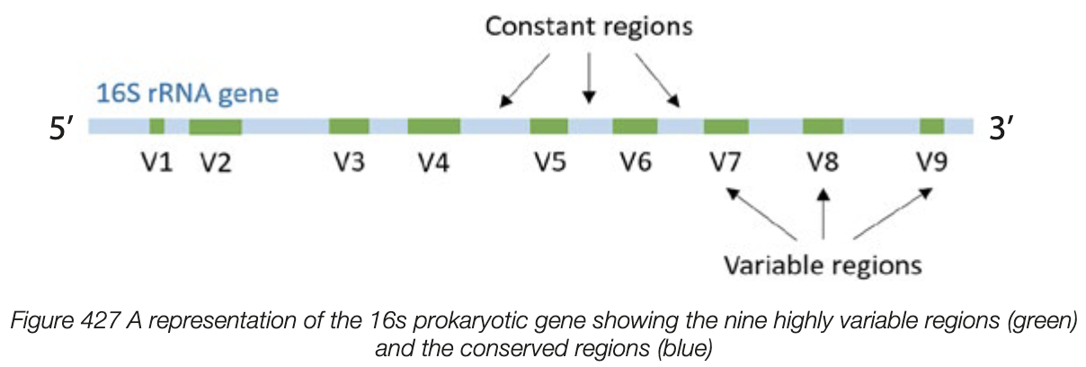 <ul><li><p>rRNA is component of ribosomes - found in all liing organisms </p></li><li><p>prokaryotes - 16s rRNA gene codes for small ribosomal subunit</p></li><li><p>eukaryotes - 18s rRNA gene codes for small ribosomal subunit</p></li><li><p>cloesly related species (same genus) have similar rRNA sequences </p><ul><li><p>info can be used to make phylogenetic trees using computer-based software</p></li></ul></li><li><p>can also be used as qualititative method to determine unknown species and diff types in sample </p></li></ul><p></p>