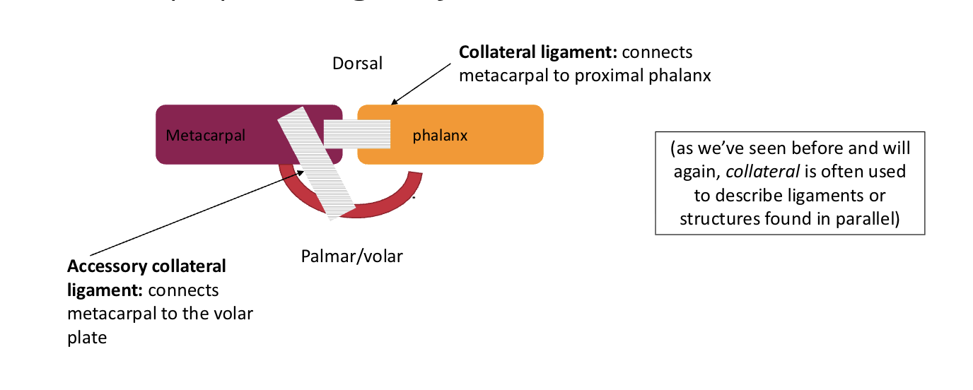 <p><span>Metacarpophalangeal joints </span></p>
