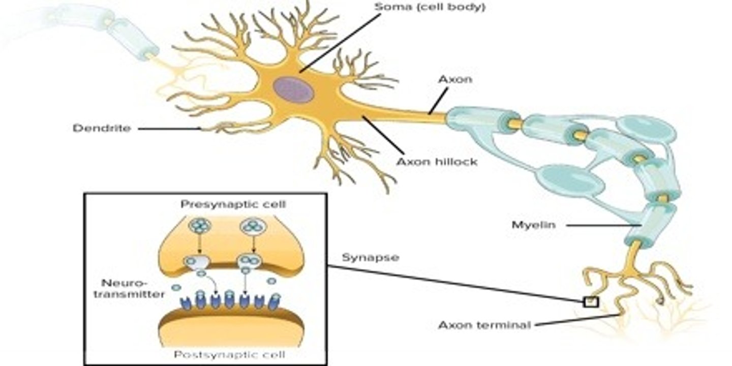 <p>(C) Both A and B</p><p>Each of the following are key functions of neurons:</p><p>(A) Transmit electrical impulses long distances.</p><p>(B) Translate electrical signals to chemical signals</p>
