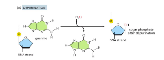 <p>Loss of a purine base (adenine or guanine) from the DNA backbone</p><p>Happens billions of times per second</p>
