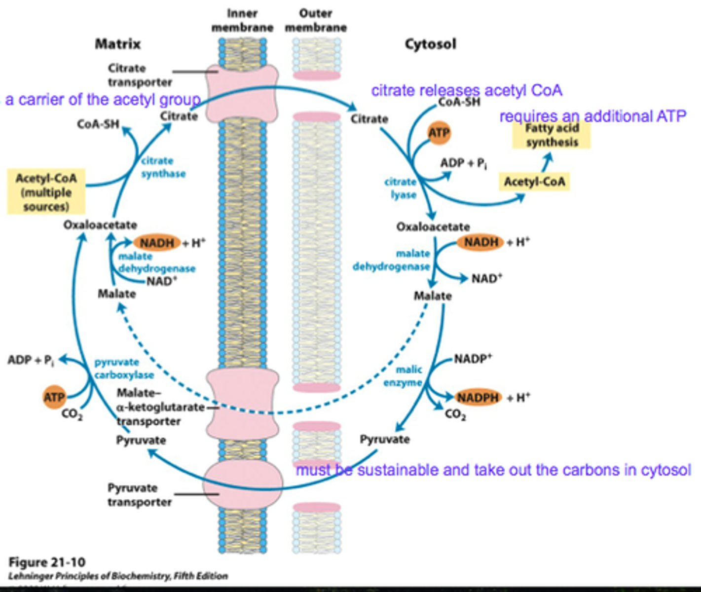 <p>_______The ACETYL GROUP SHUTTLE______</p><p>(1)Mitochondrial acetyl CoA is combined with oxaloacetate to produce citrate</p><p>(2) Citrate is transported to the cytosol</p><p>(3) Citrate lyase in the cytosol produces acetyl CoA</p><p>(4) Oxaloacetate is reduced to malate, which can then return to the mitochondria, either directly, or after decarboxylation to pyruvate.</p><p>(5) Mitochondrial enzymes use malate/ pyruvate to regenerate oxaloacetate</p><p>note: most of these enzymes are part of other metabolic pathways, e.g., TCA, gluconeogenesis</p>