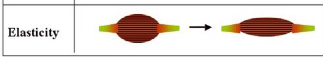 <p>Ability of a muscle to return to its original rest length after being stretched</p>
