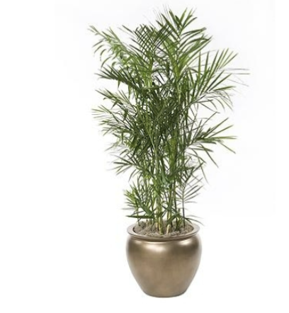 <p>What is the common name of this plant? </p>