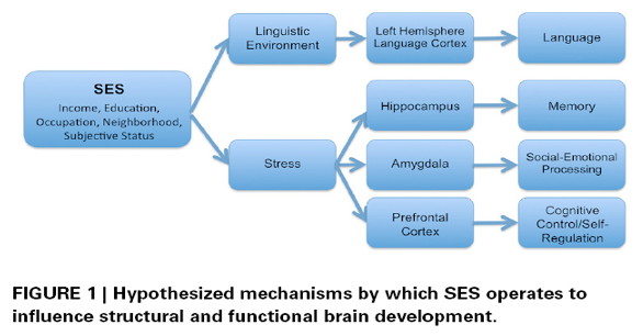 <ul><li><p><span style="background-color: transparent;">If have lower income, poorer education, more stressful environment&nbsp;</span></p></li></ul><ul><li><p><span style="background-color: transparent;">May not have access to play, linguistic differences not exposed to rich language&nbsp;</span></p></li><li><p><span style="background-color: transparent;">May impact brain development&nbsp;</span></p></li></ul><p></p>
