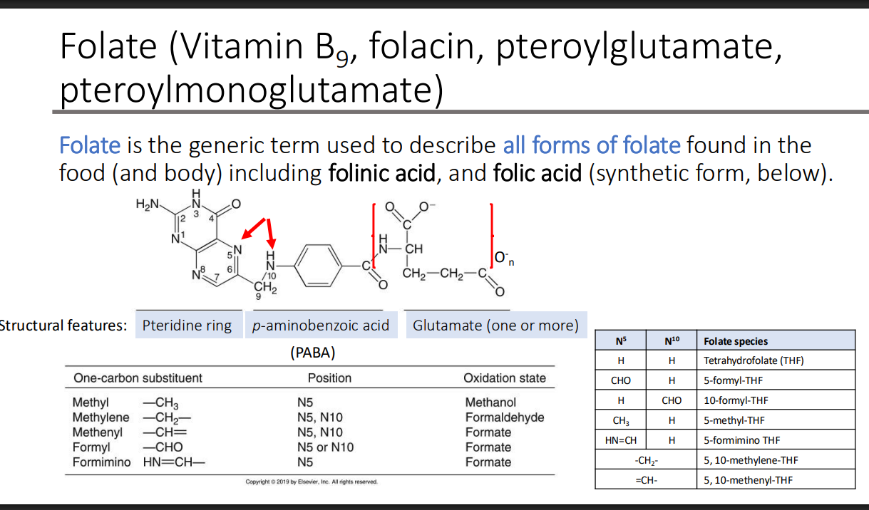 <ol><li><p>Folinic acid </p></li><li><p>Folic acid (synthetic form) </p></li></ol><p></p>