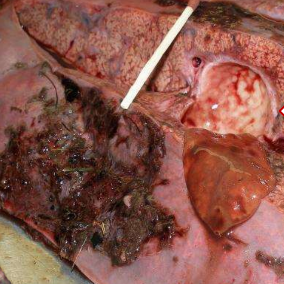 <p>přežvýkavci</p>